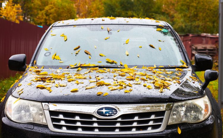 How to protect your Subaru from autumn?